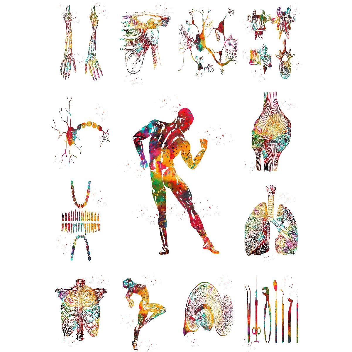 Anatomical Muscle Structure Po - Interior Design Education recensione e prezzo